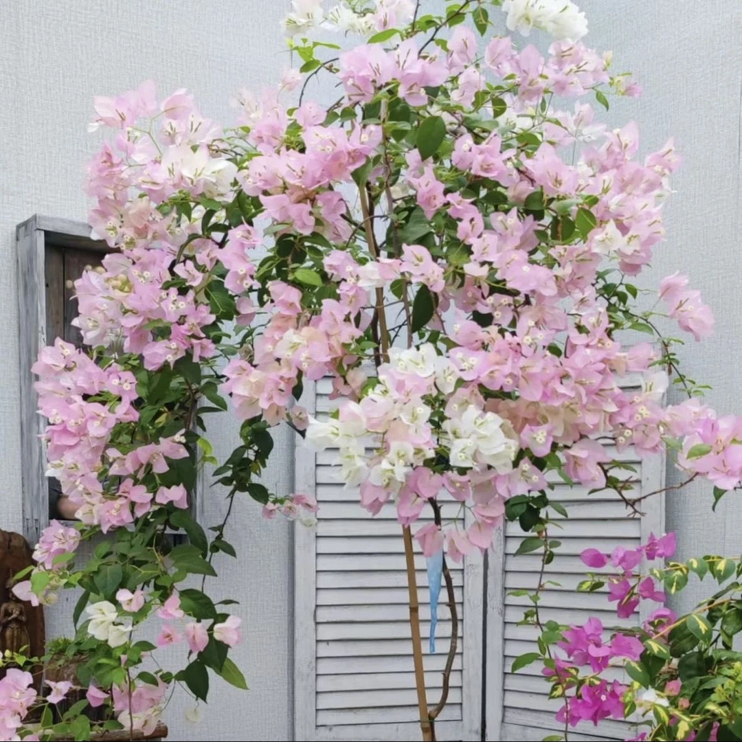 【好看】广红樱品种 三角梅 大苗三角梅花卉绿植源头基地  不带花