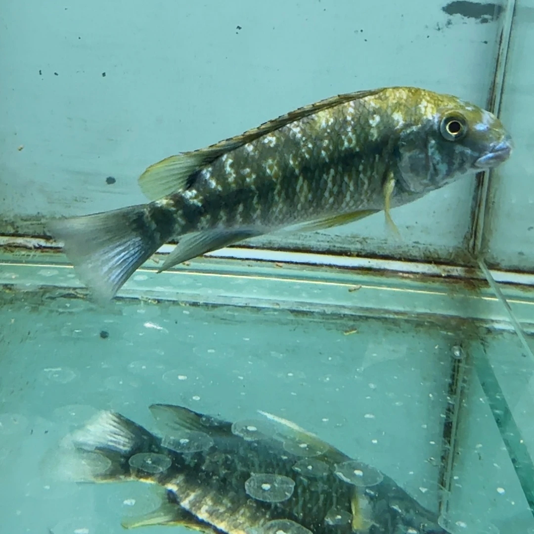 喂****海水1421野绿龙。