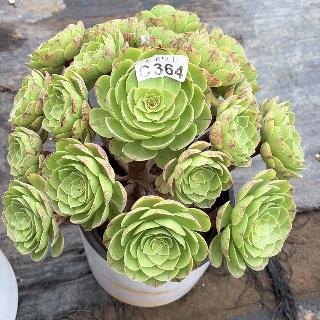 多肉植物364号多肉植物