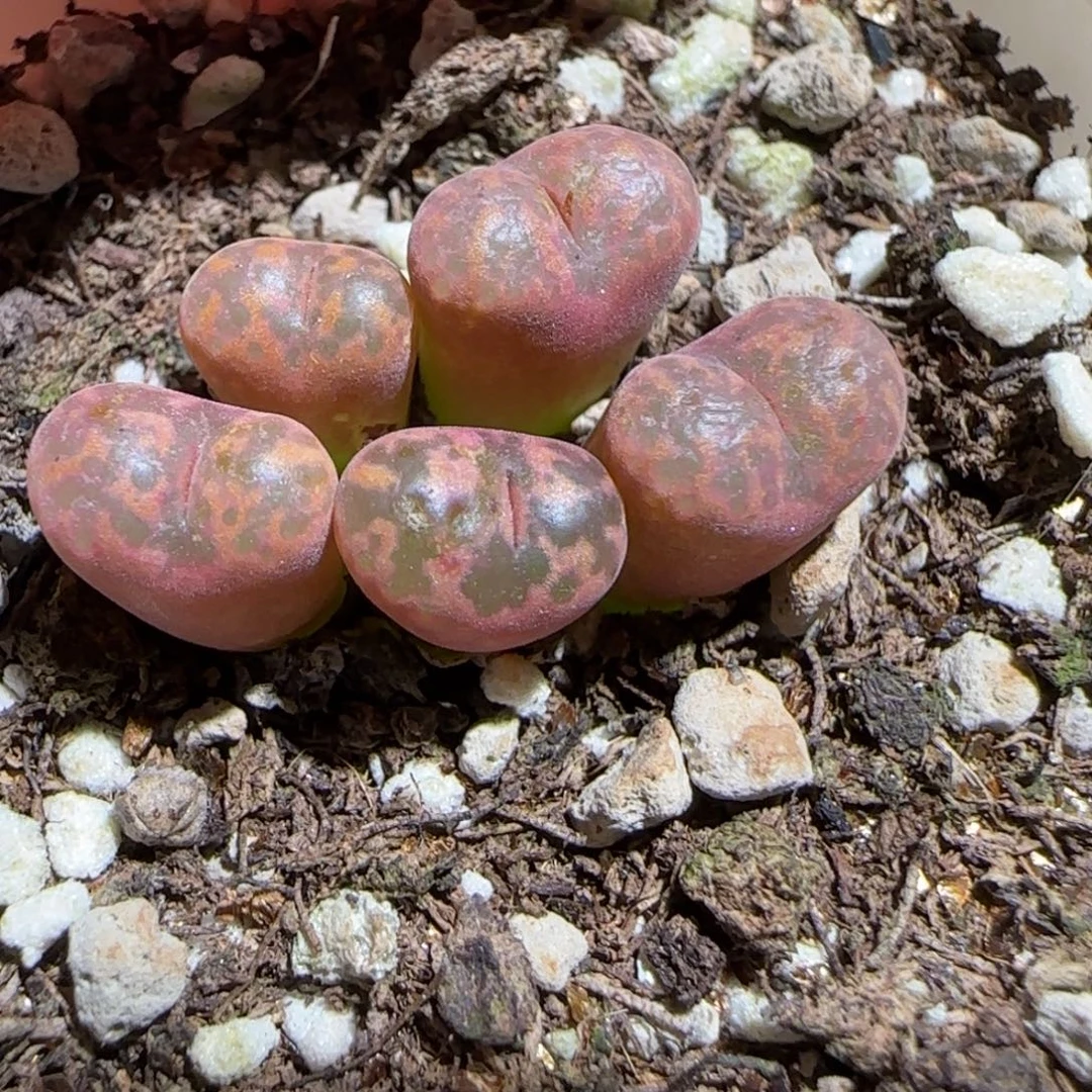 肉锥多肉植物组合-勋章有疤1134