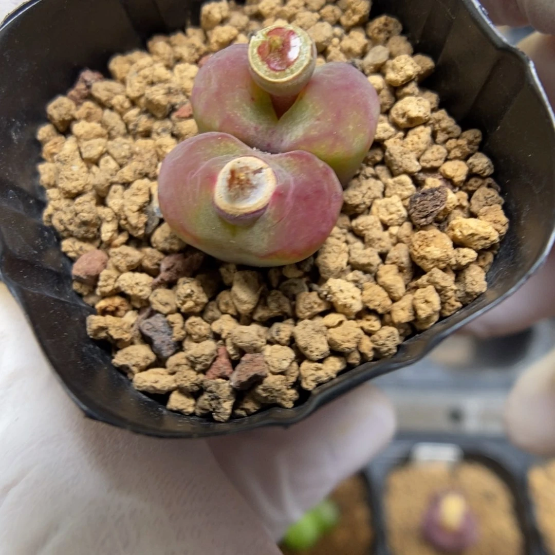 多肉植物肉锥杂交K-4389