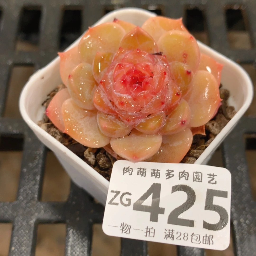 肉萌萌拇指盆精控多肉ZG425