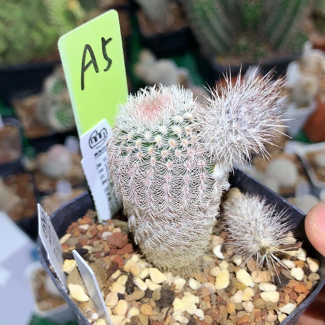 蛾灯鹿角柱属仙人球a5