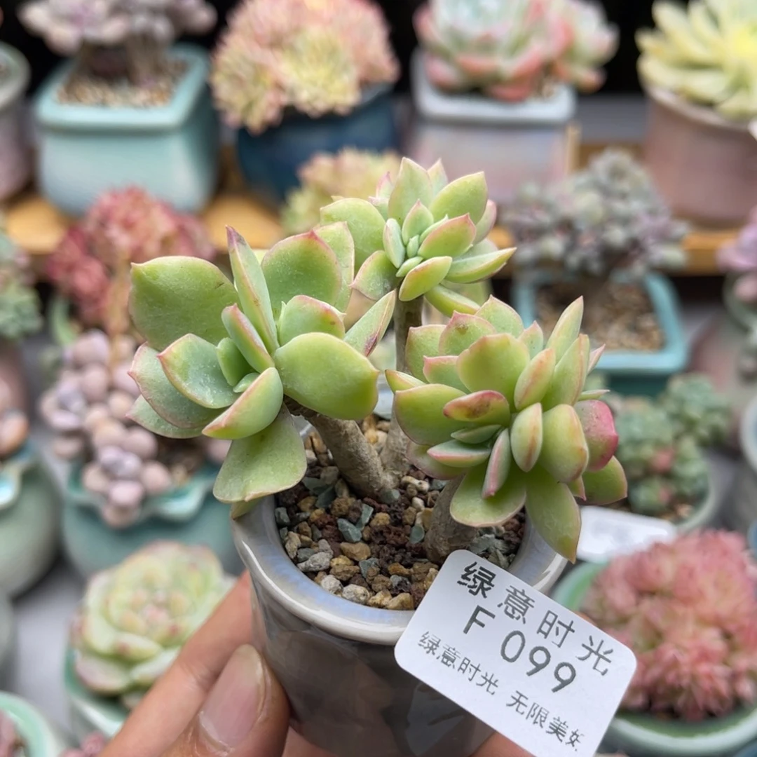 大**妈099 带陶瓷盆发货 满28包邮