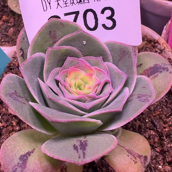 三碗703  花园帕姬x帕系观察福利