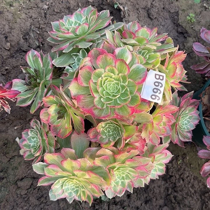 水蜜桃8-39-666偏远不包邮