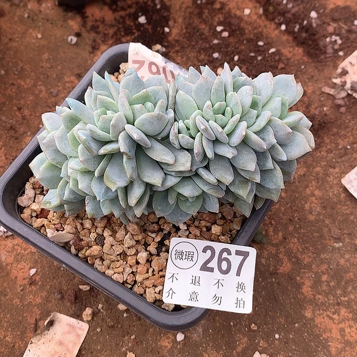 梦之雪朵朵缀有撸叶子的伤多肉植物 22号以后发
