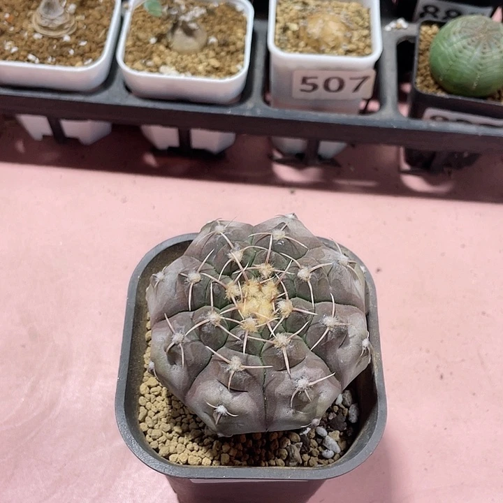 789实生大铅皮仙人球