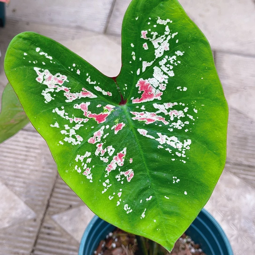 完全开放泰彩一物一拍1806