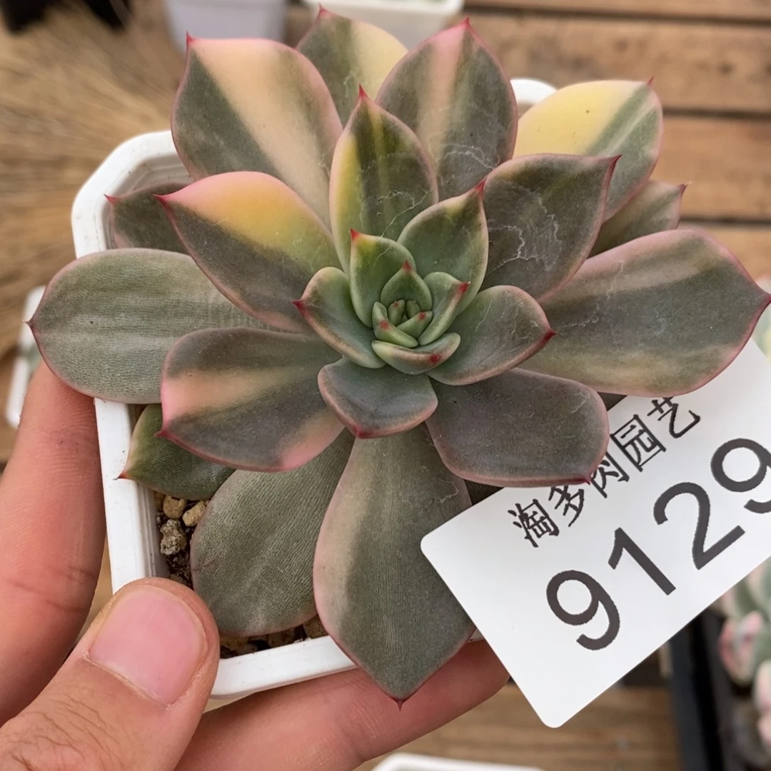 东云锦多肉植物9129