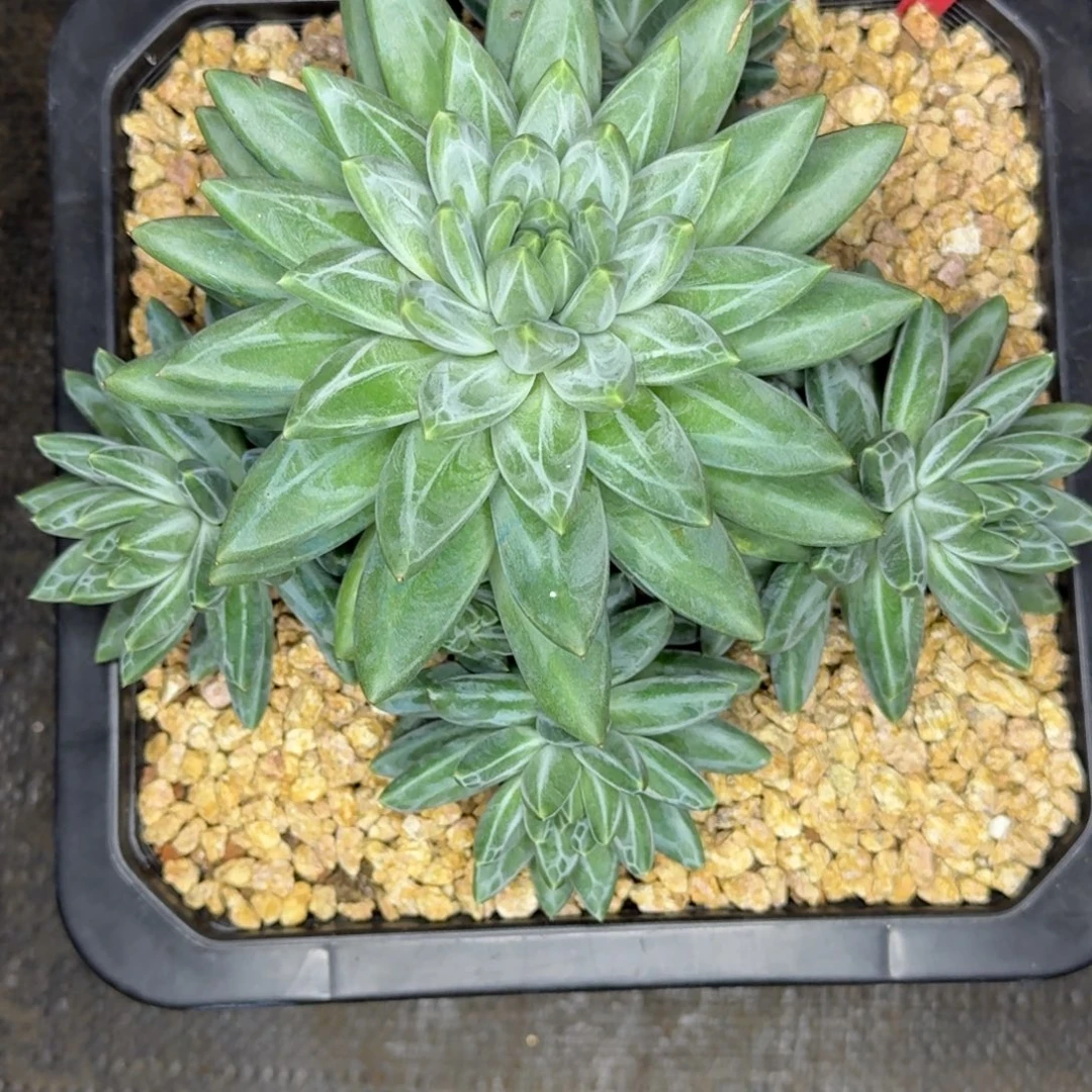 随***肉正版青花瓷手捧多肉