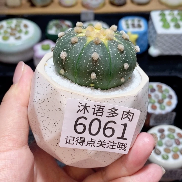 带盆土发货 精美盆栽6061