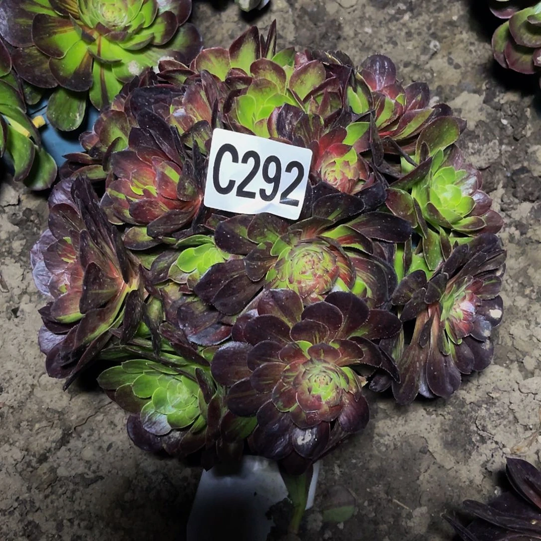 花月夜26-27包邮法师