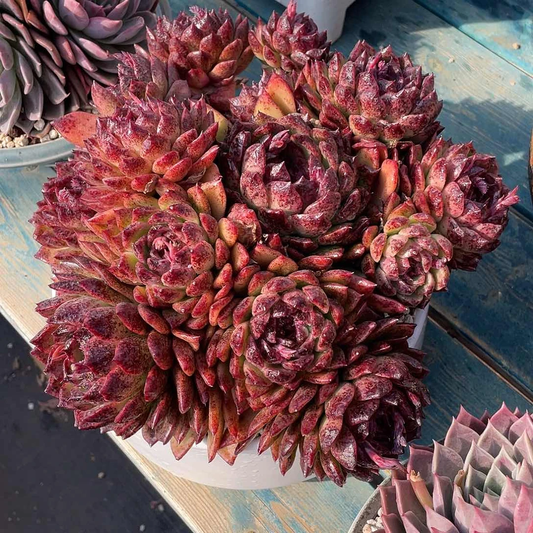水晶杂交多肉植物多肉