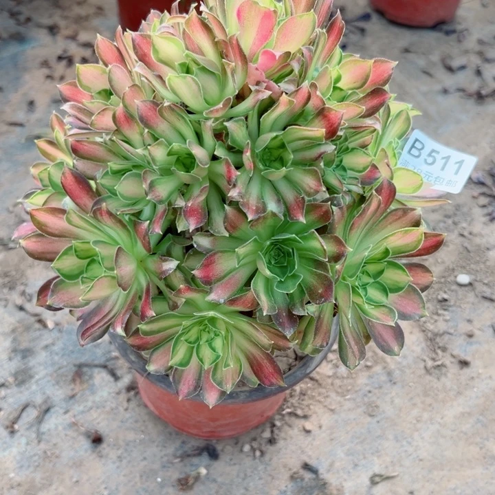 511韶华多肉植物