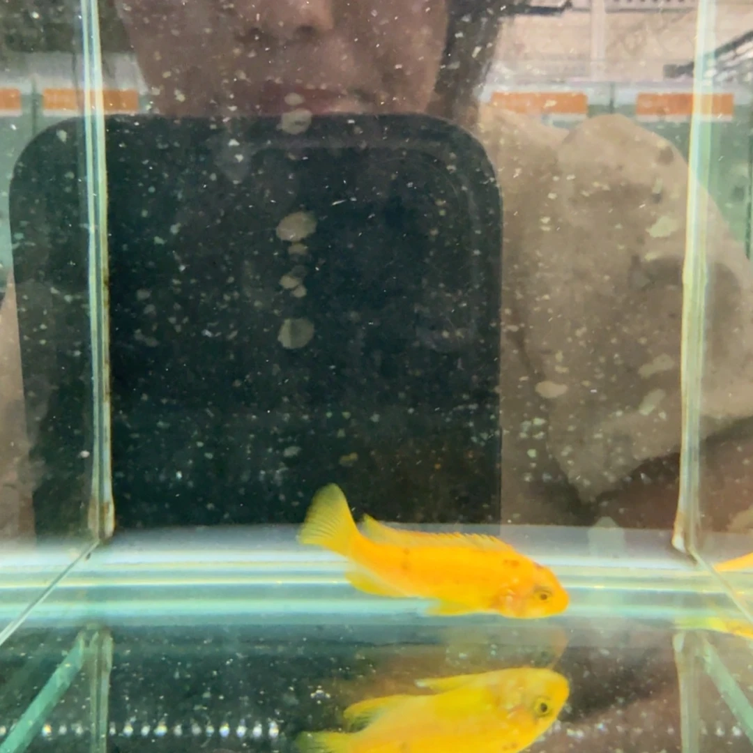 慈鲷皇马1264。