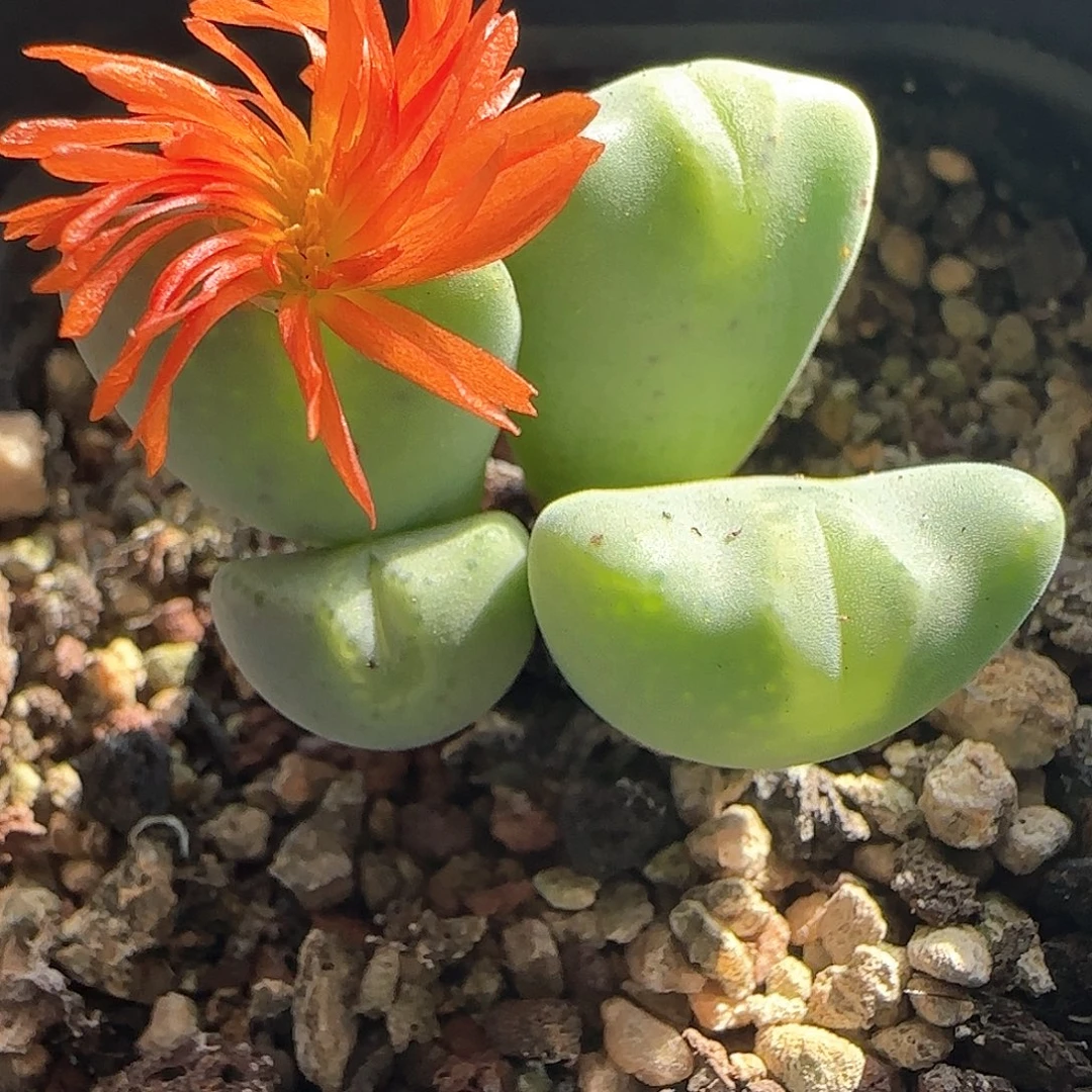 旋花少将。     54133