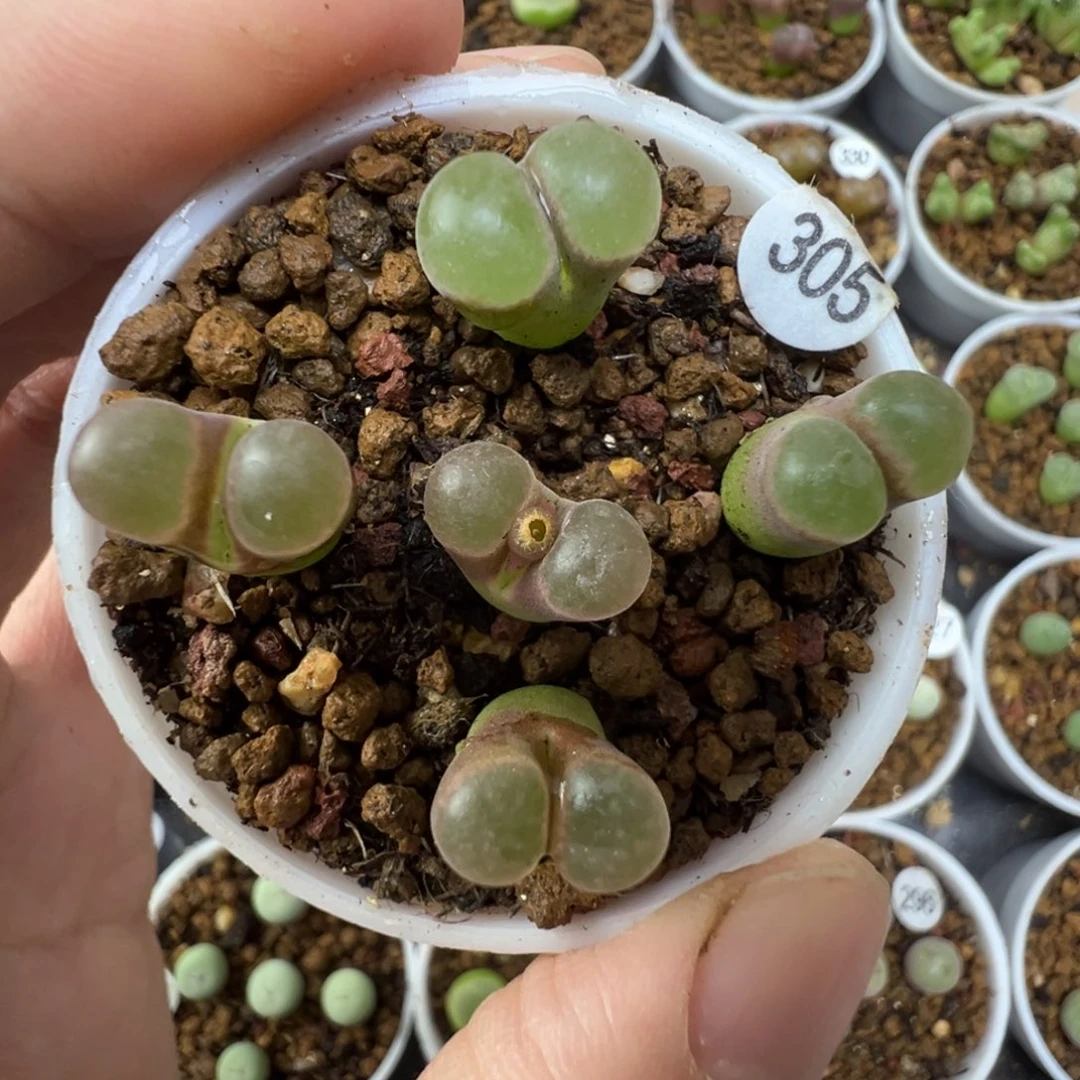 克里普兰磁铁一颗脱土3050000