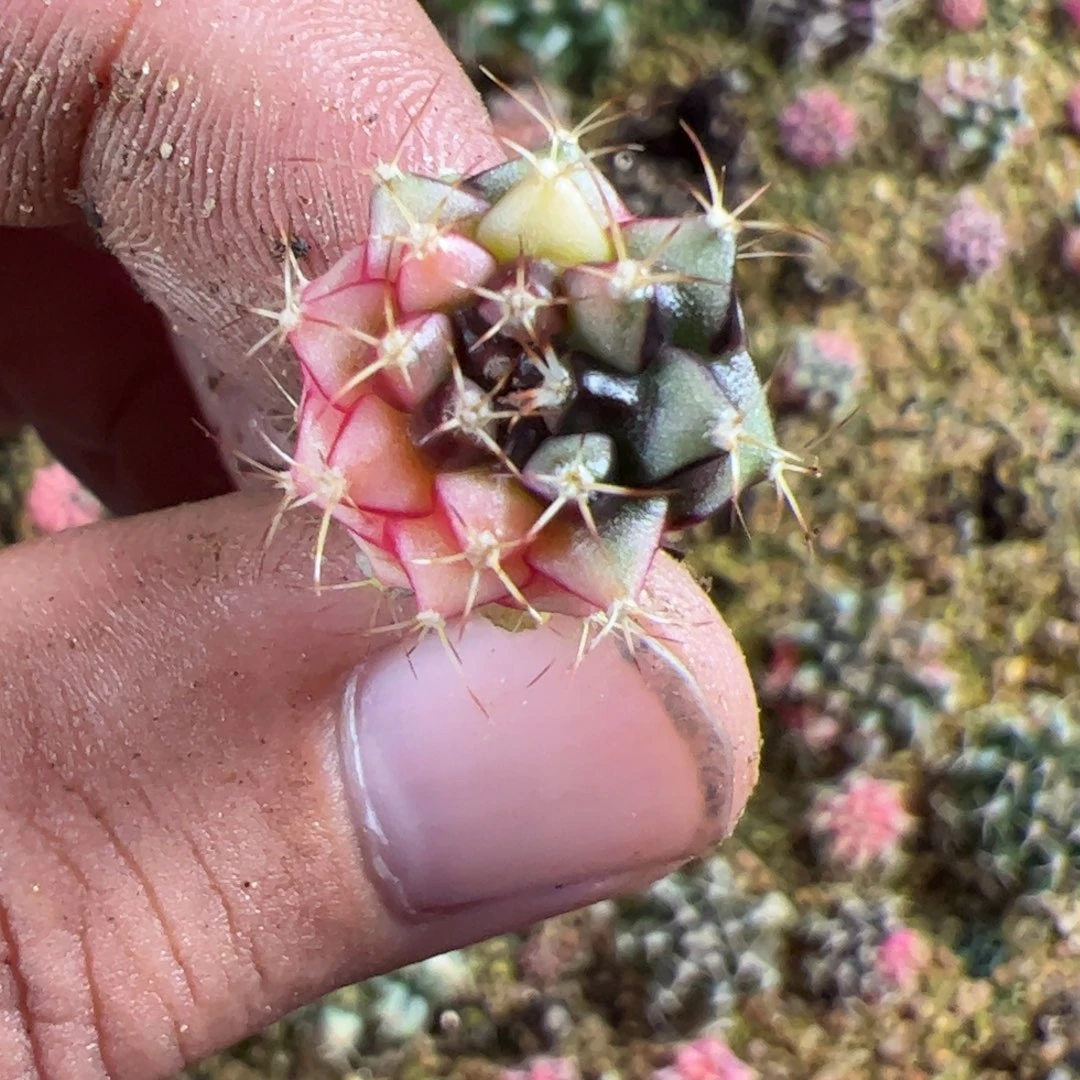 阿***無当前无花栽培后可以开花083