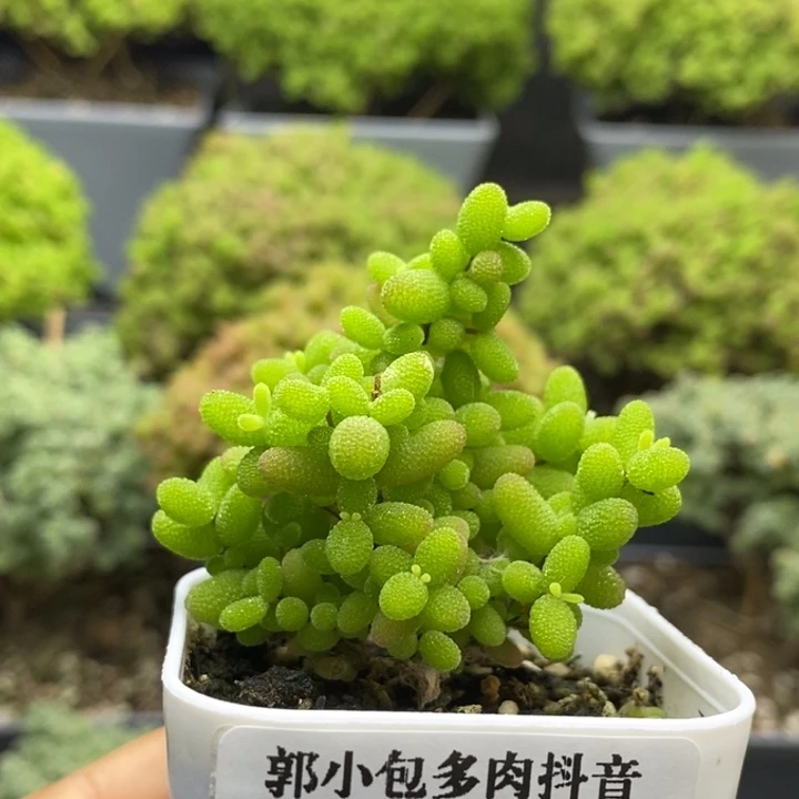 蜜橘糖球6966枝干番杏