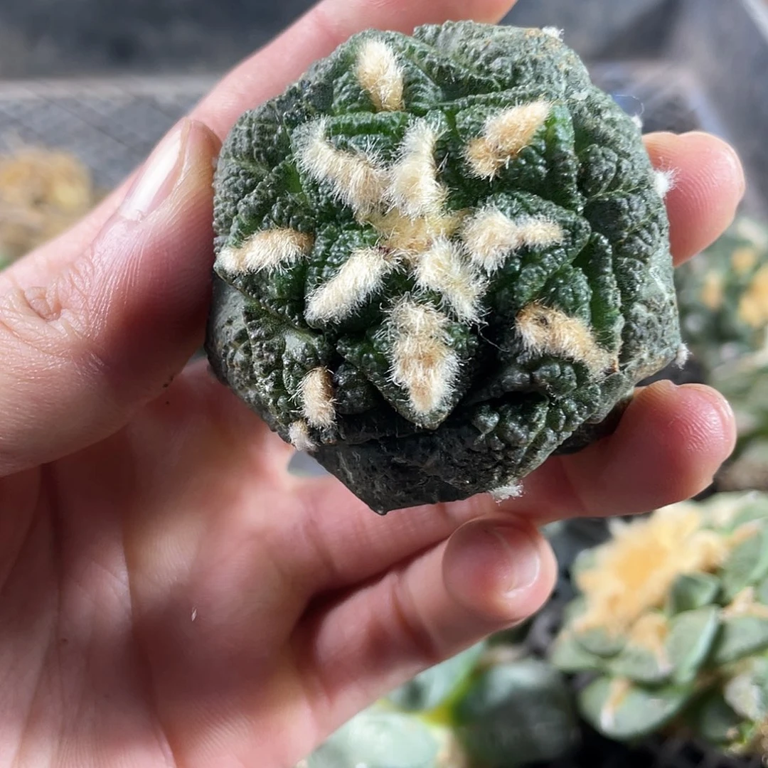 30号自根龟甲连山