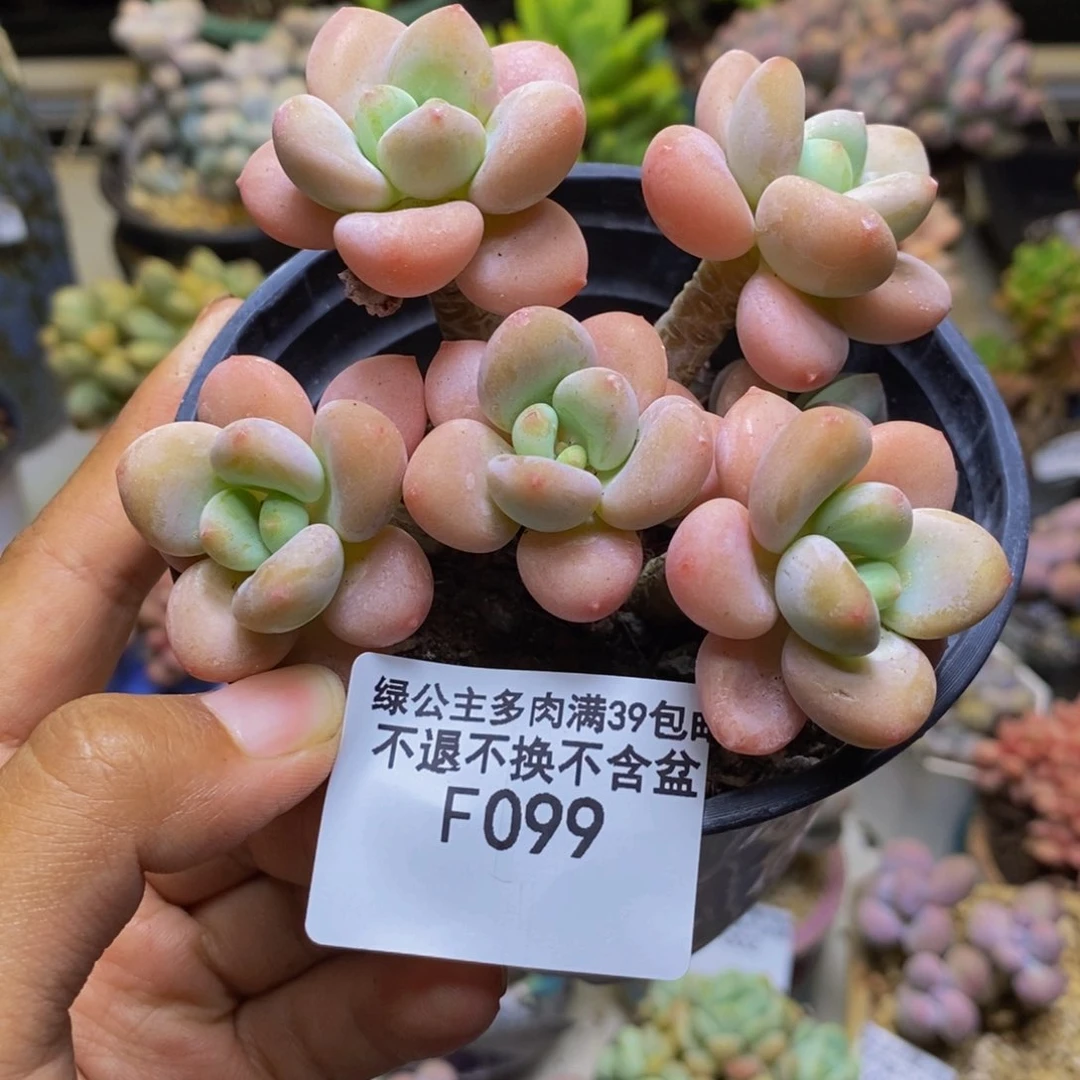 099橘子香水多肉8cm