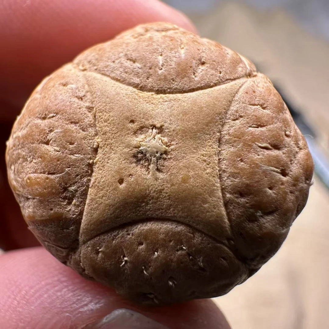 尼泊尔麒麟眼菩提，尺寸24，sss系列，货号S12