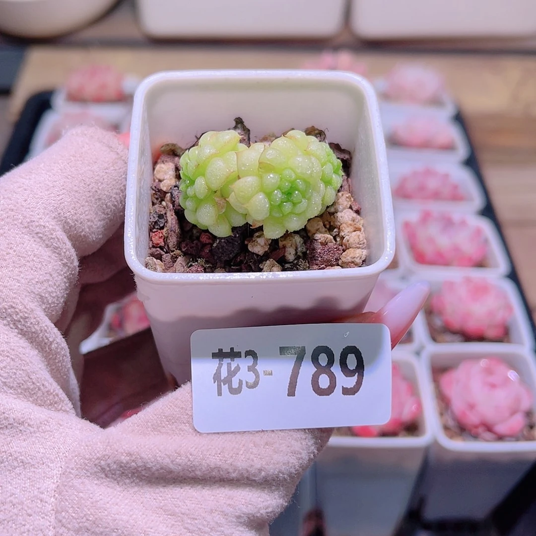 花利美3-789绿水鬼 微瑕