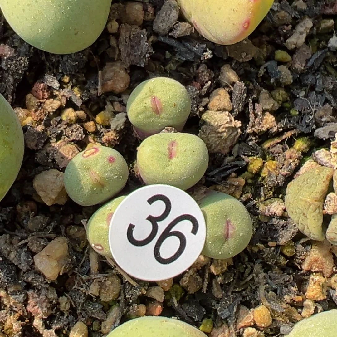 多肉植物111111111111111