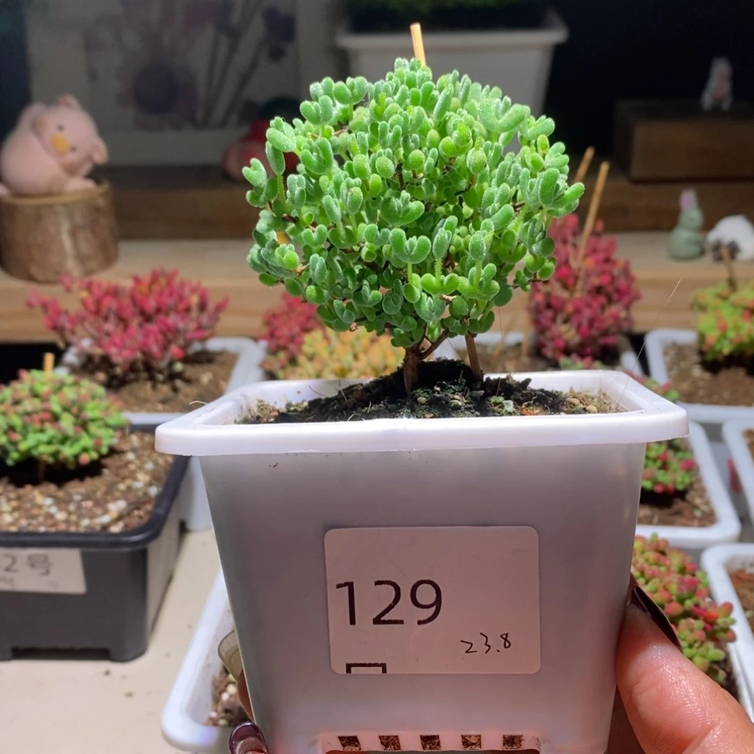 莱斯带盆土发货一物一拍