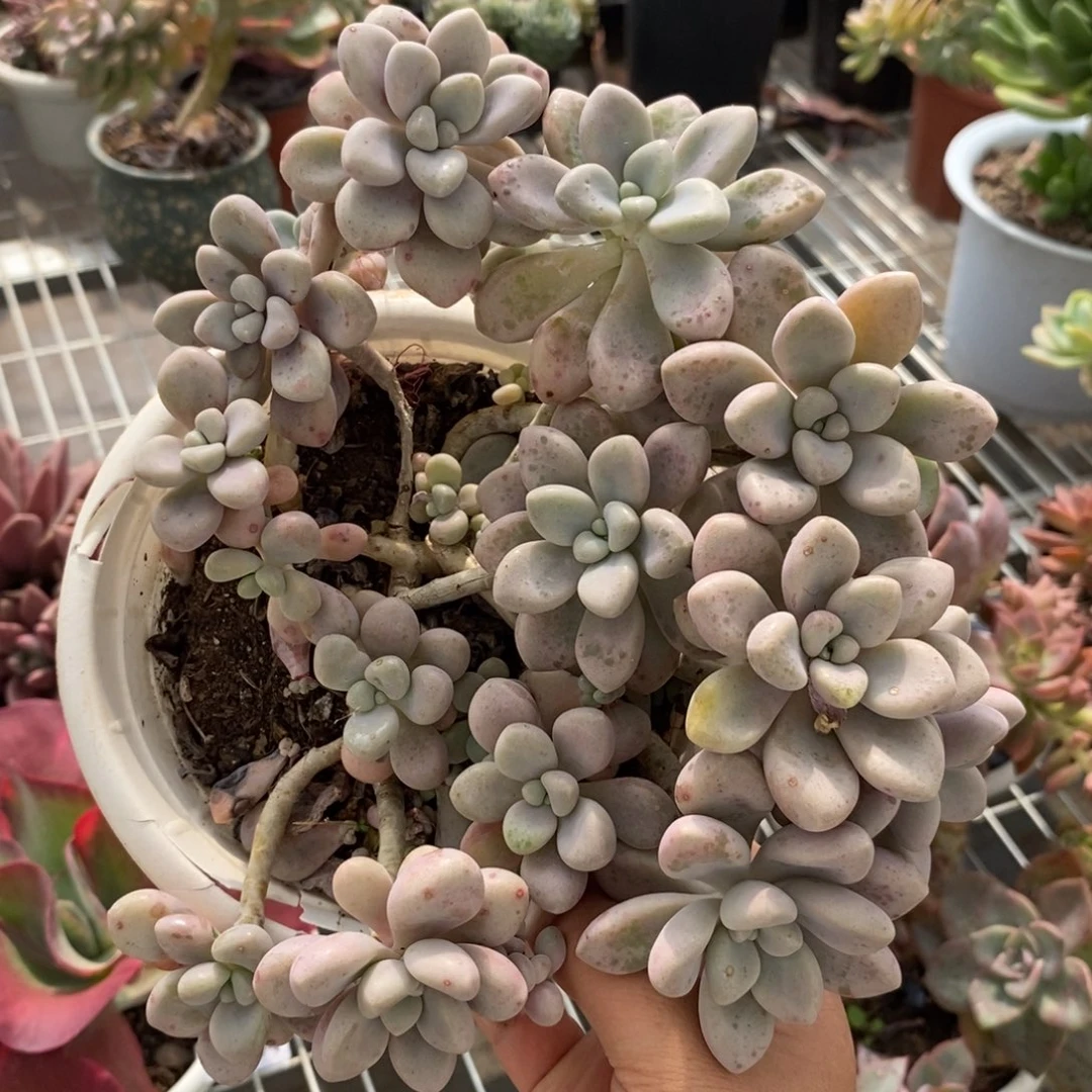 9195艾伦一物一拍