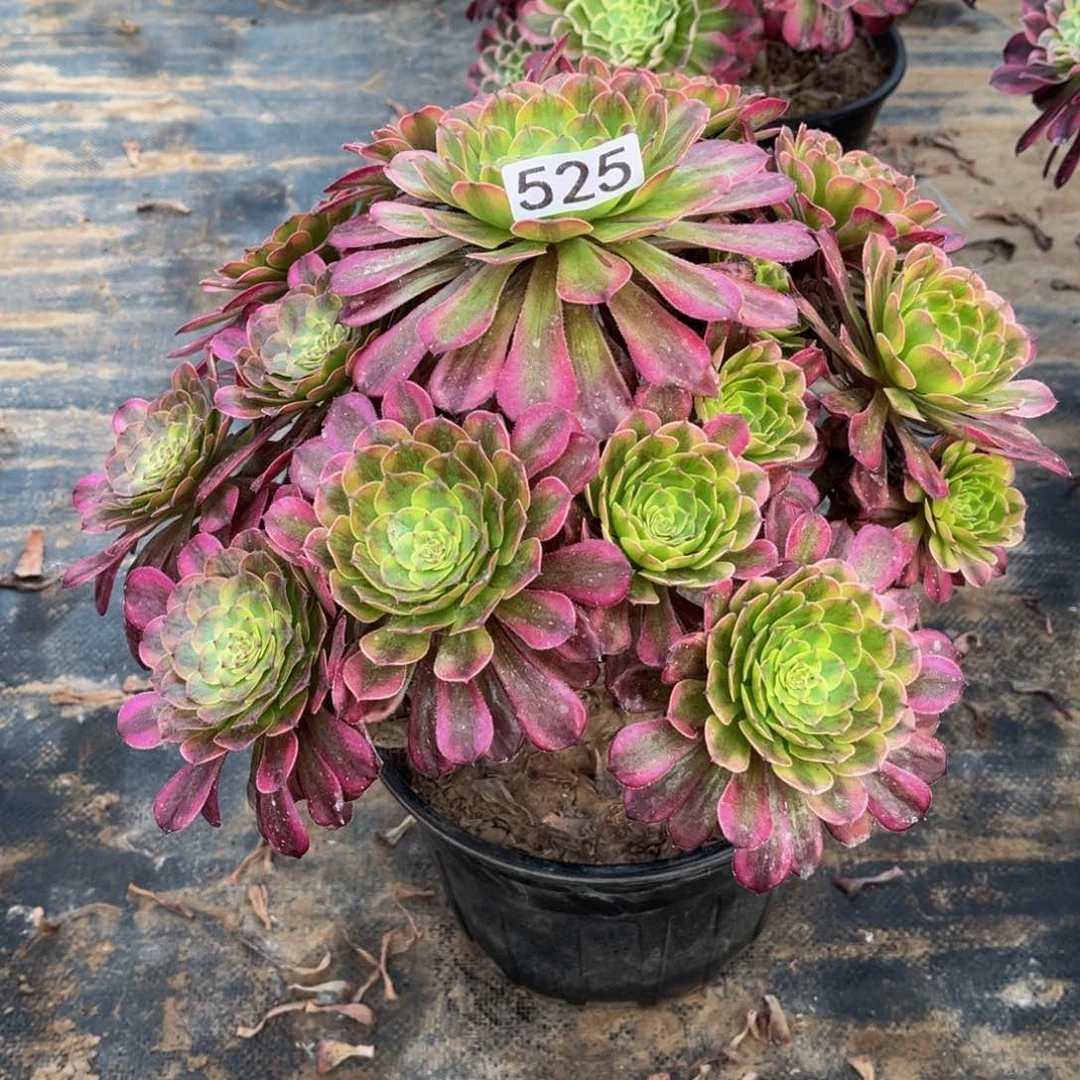 多肉植物525舞天姬