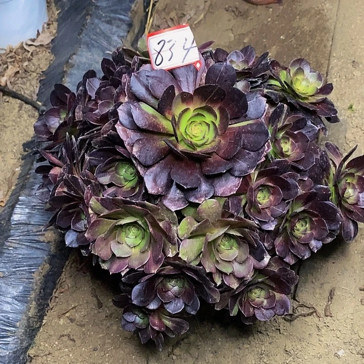 万黑牡丹老桩捧花834号