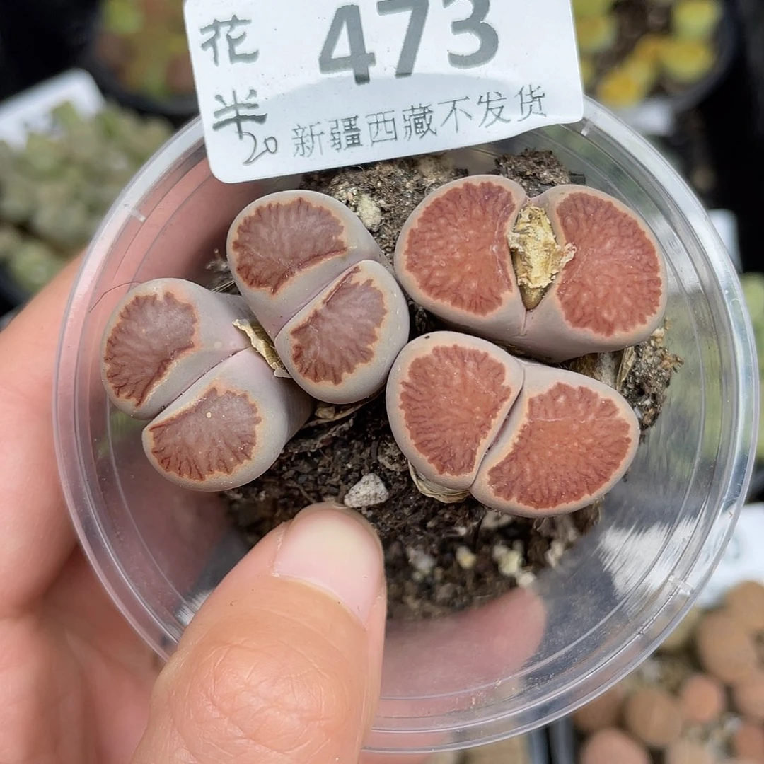 47300000花花花花花花