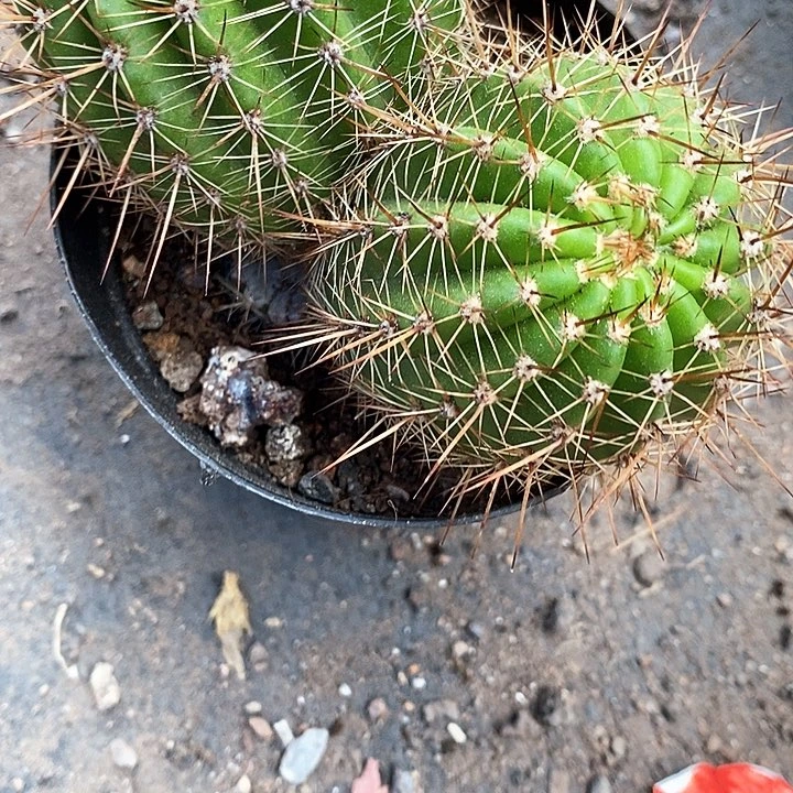 两头大满贯毛花3467889