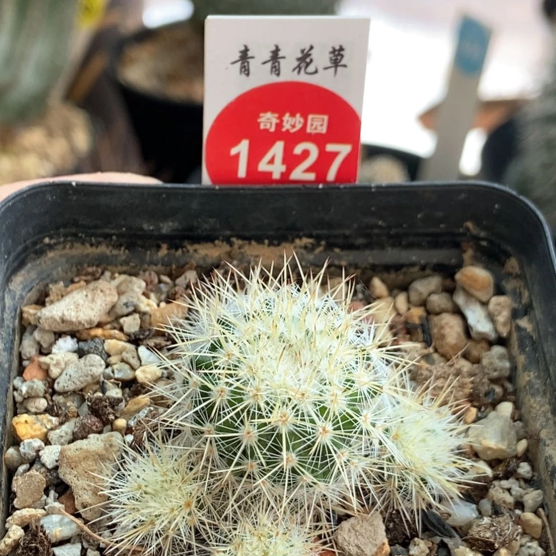 实生千鹤丸群一颗仙人球