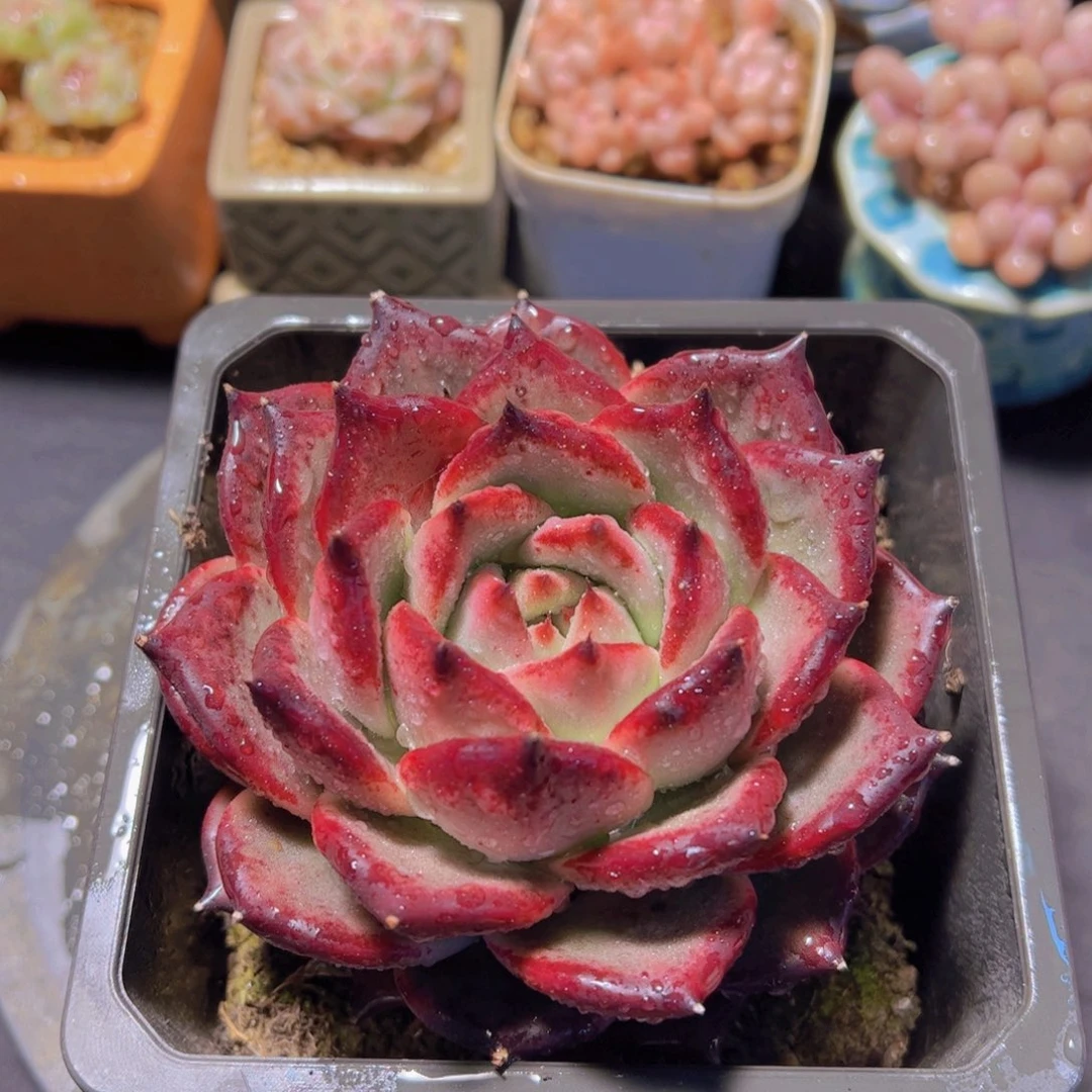 ᥫ****皮蛋，多肉植物，