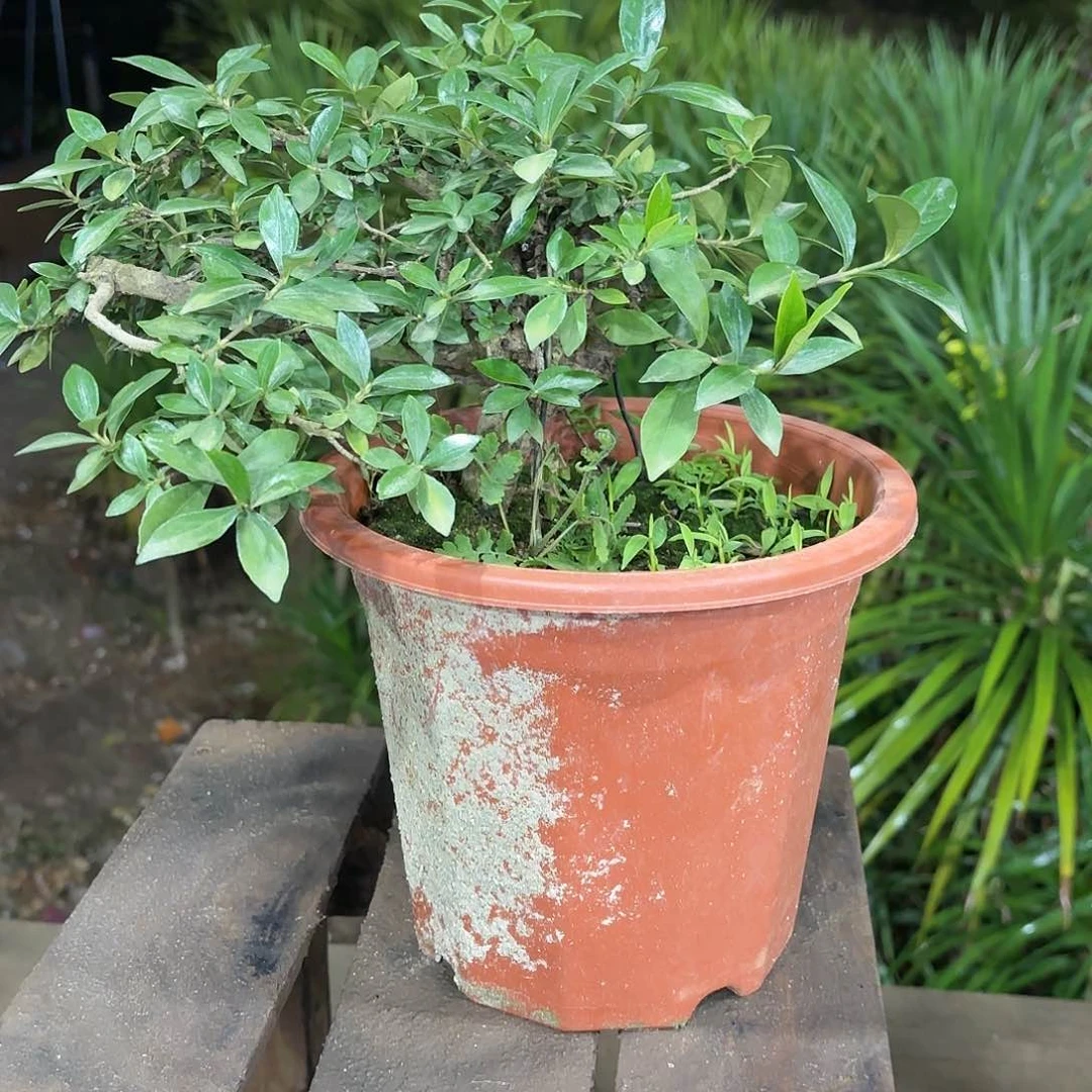 盆景盆景精品海岛栀子花