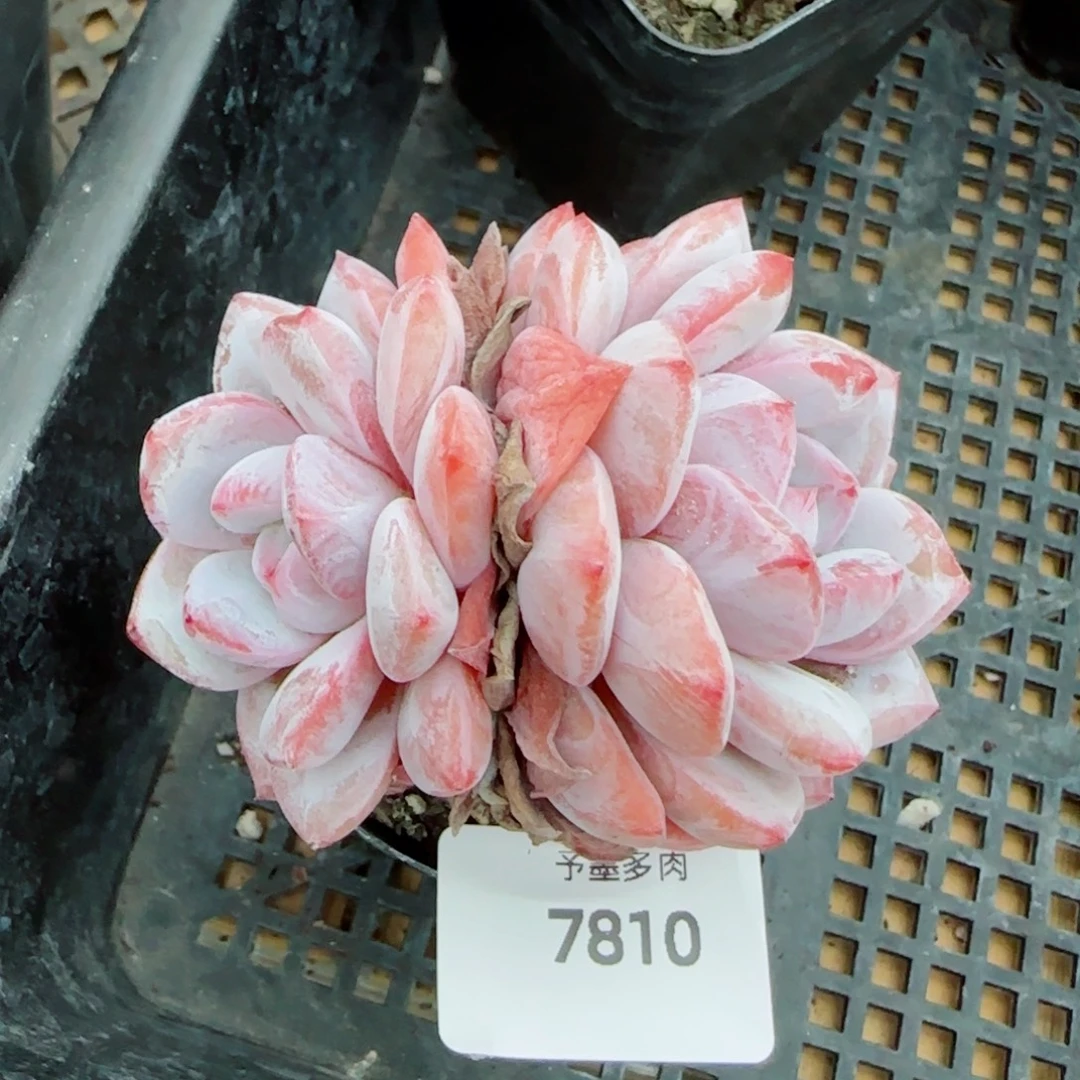 星影，7810多肉植物