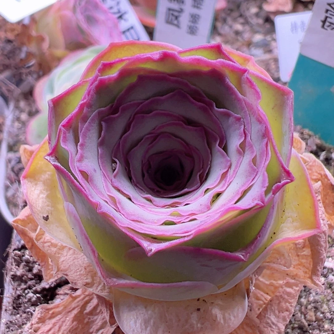 丽*?杨131 山地玫瑰福袋