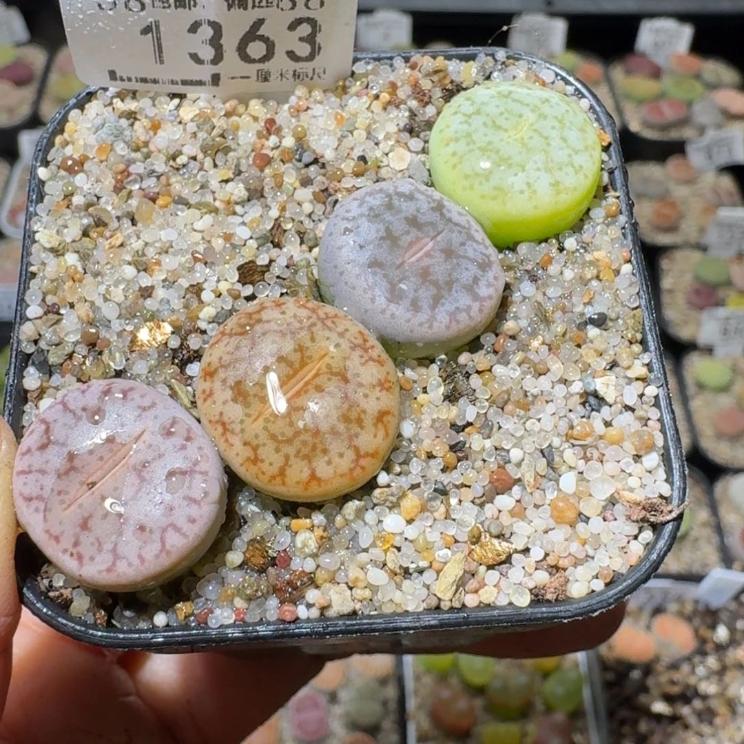 Sss便宜了便宜了1363