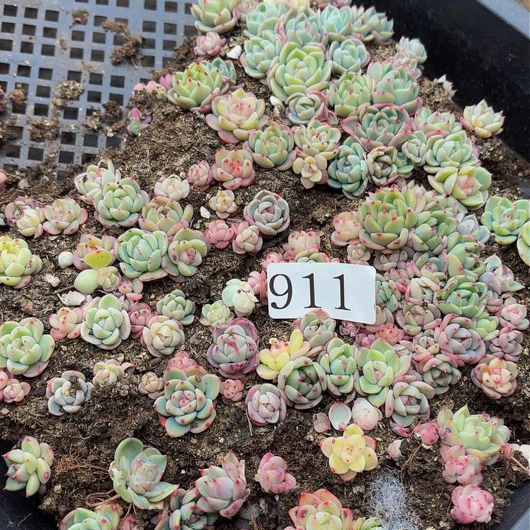 觅*踪多肉植物多肉植物911