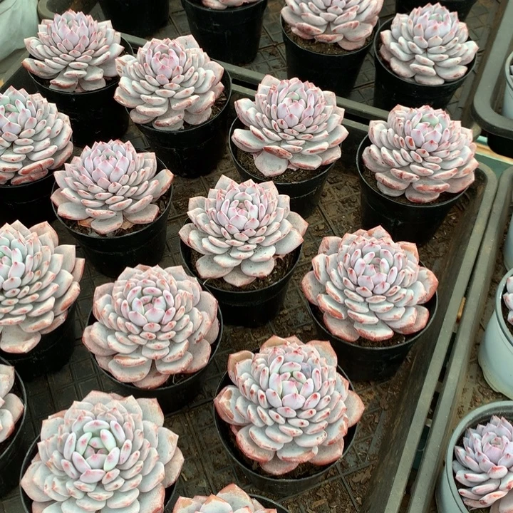 单头星星橙2颗两单包邮