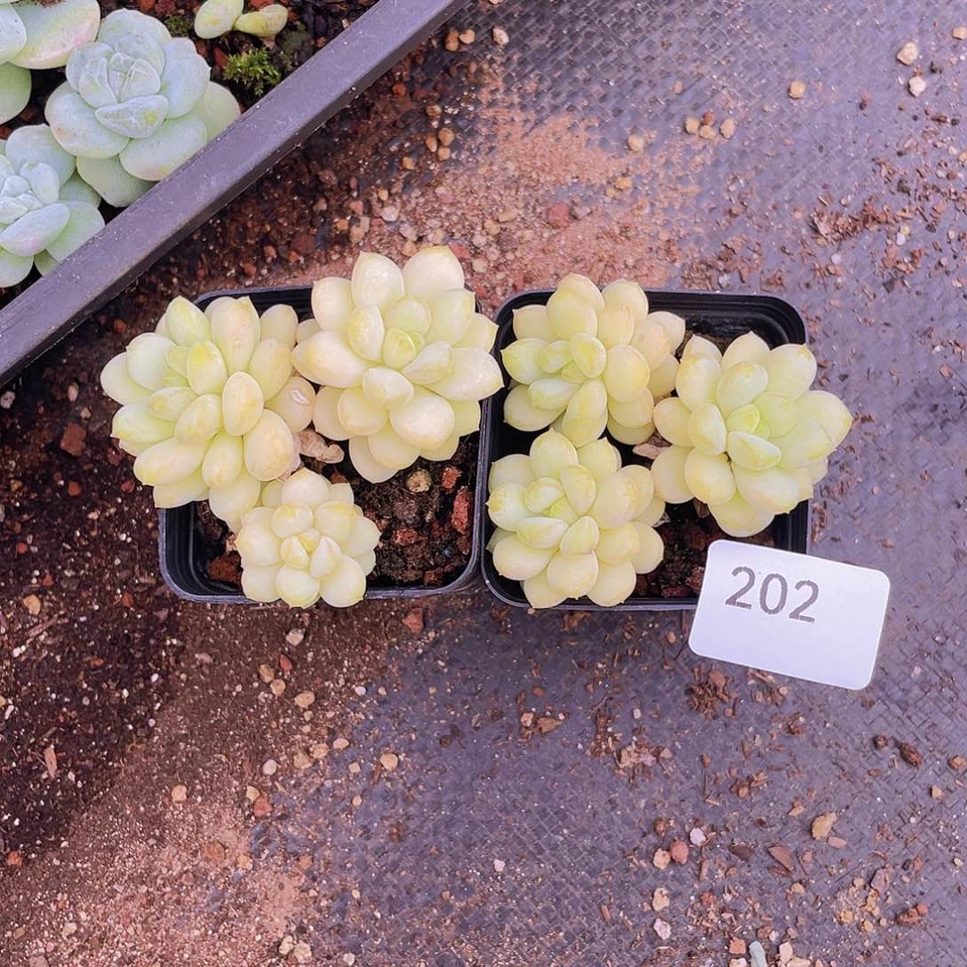 202。阳光玫瑰2 棵。      量拍