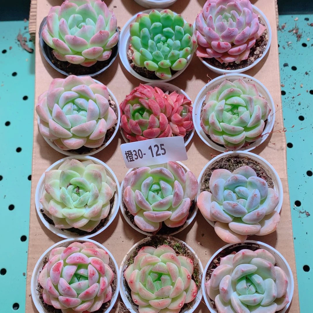 30-125一物一拍带盆18颗