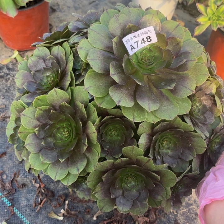 748 多肉法师不包断枝