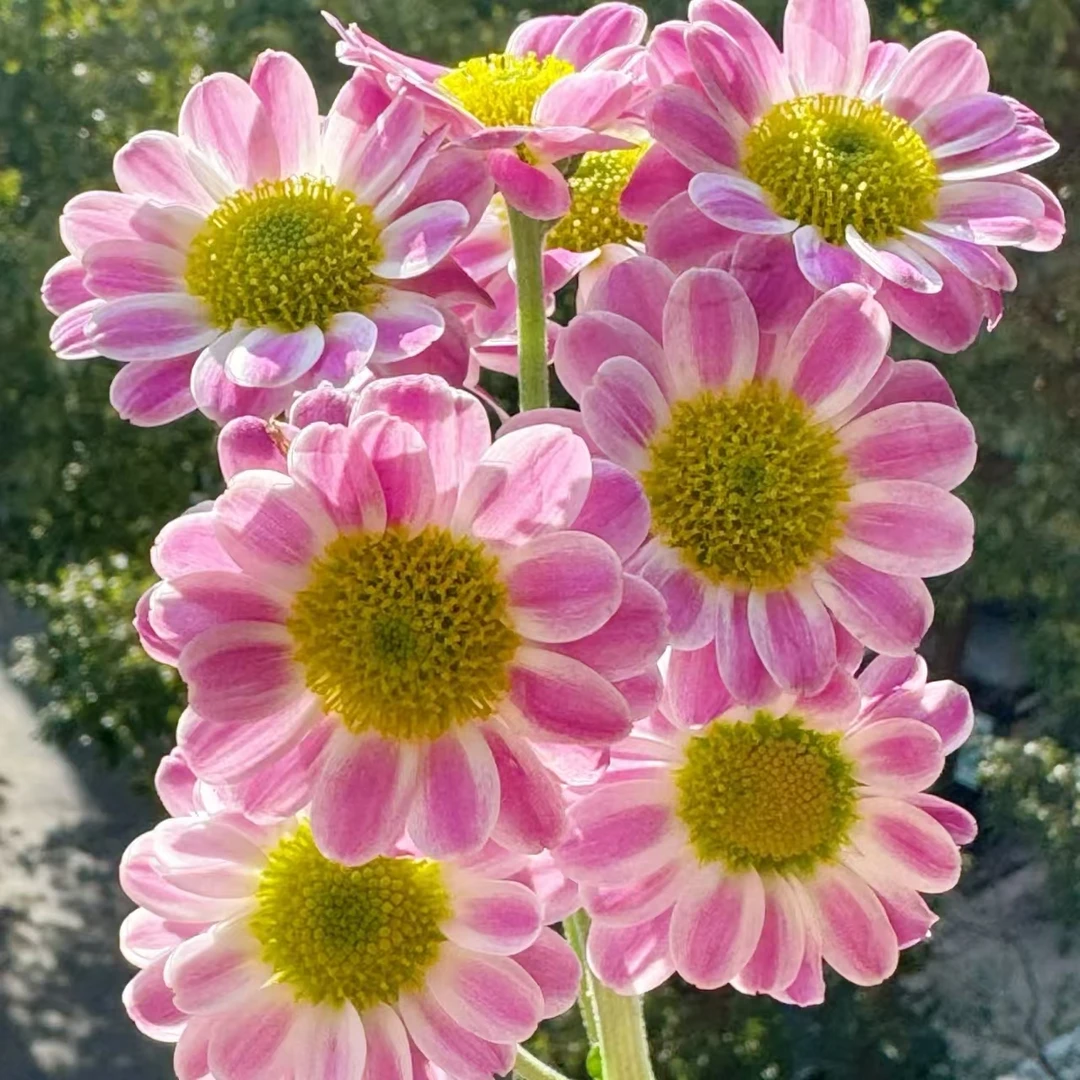 【鲁一尼】荷兰菊好看好养室内盆栽