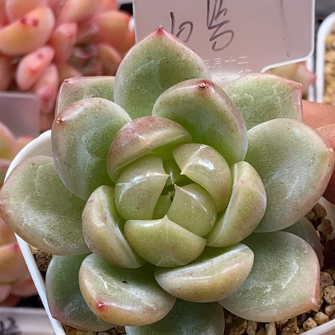 天官赐福百无禁忌