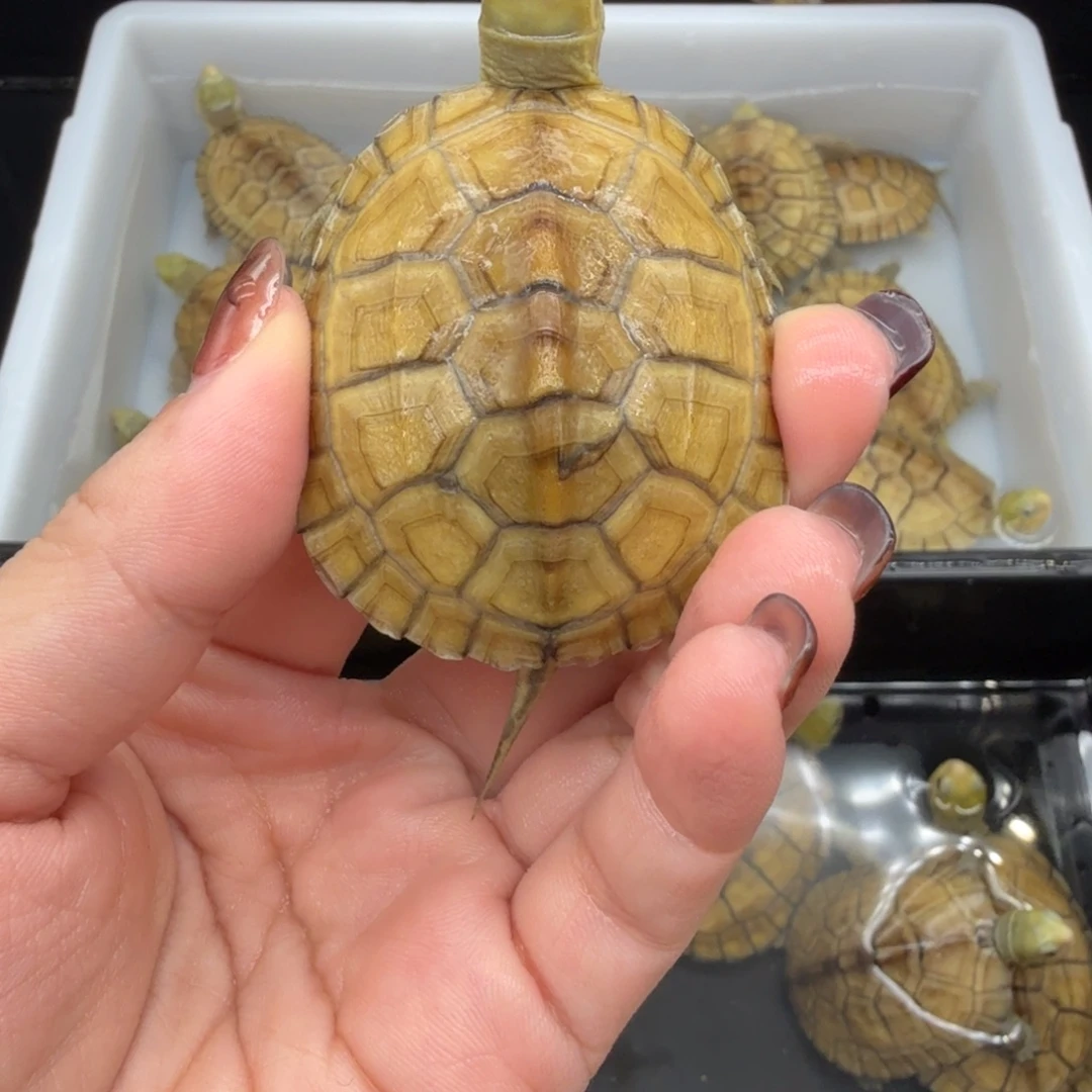 绿毛龟母乌龟乌龟乌龟