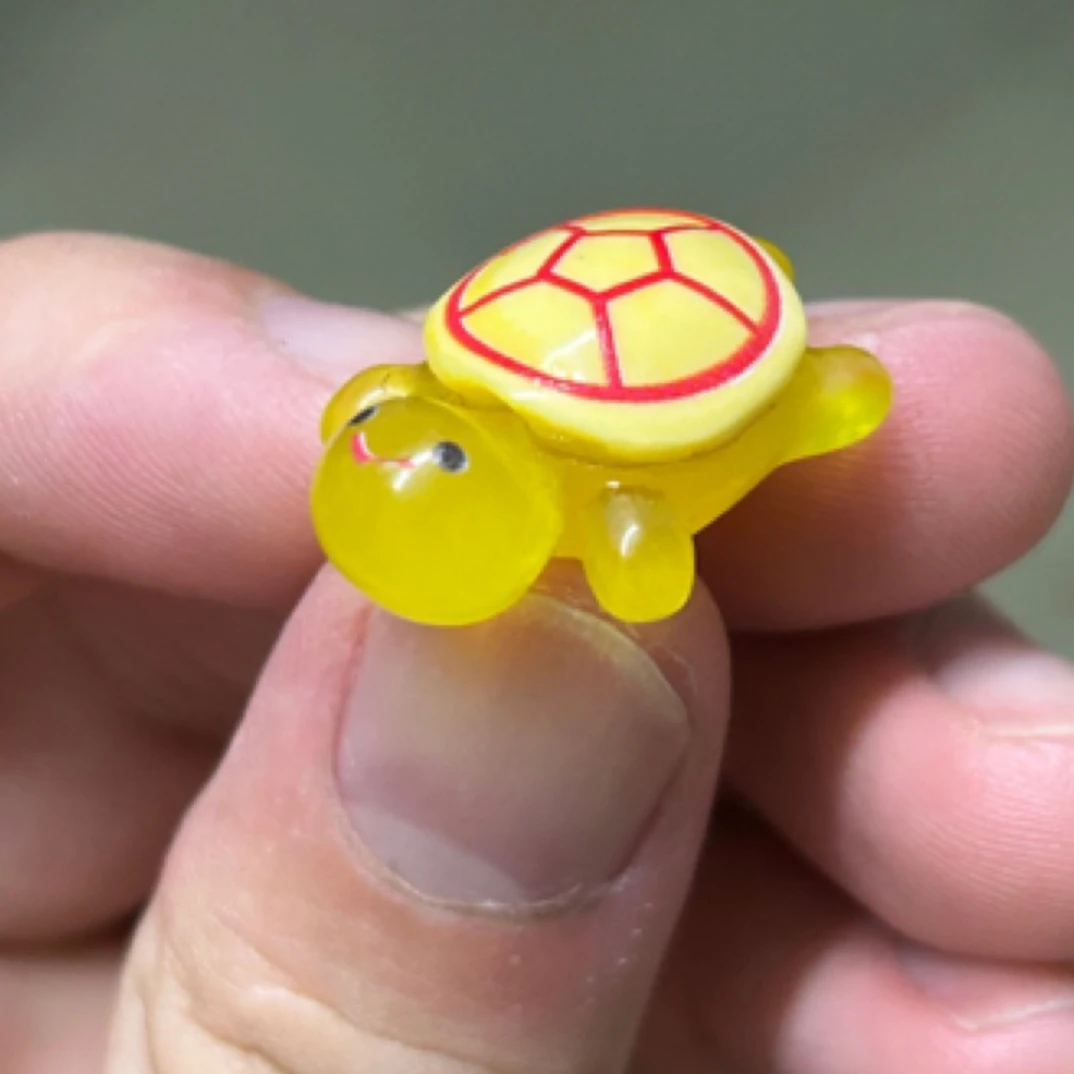 宠物龟小乌龟活体